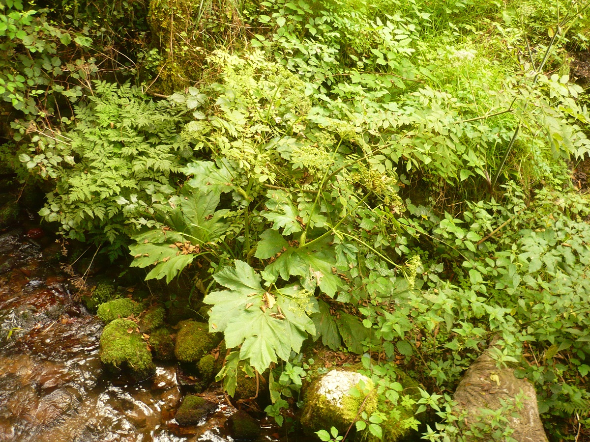 Heracleum pyrenaicum (Apiaceae)